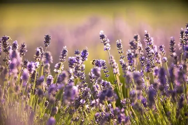 Lavender-Essential-Oil-Field-Wholemadeliving.com