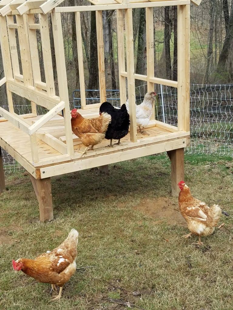 Our DIY chicken coop