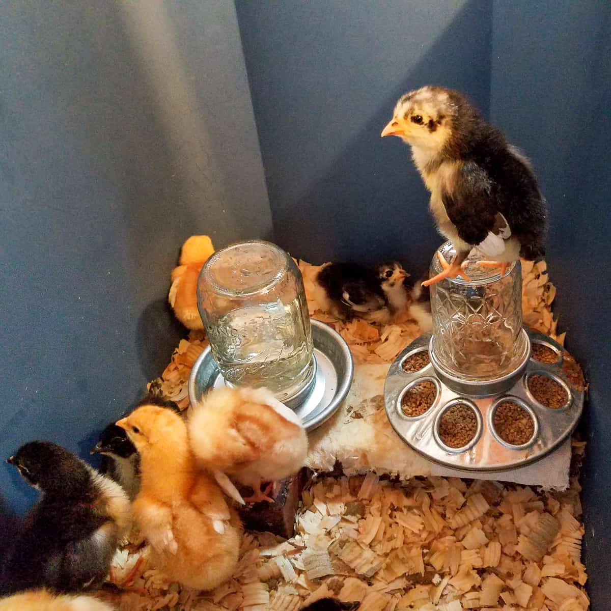 Baby chicks in large bin with pine flakes and food and water containers, 1 chicken on top of feeder to the right. 