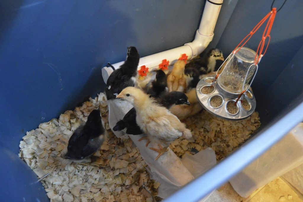 Our chicks in their brooder