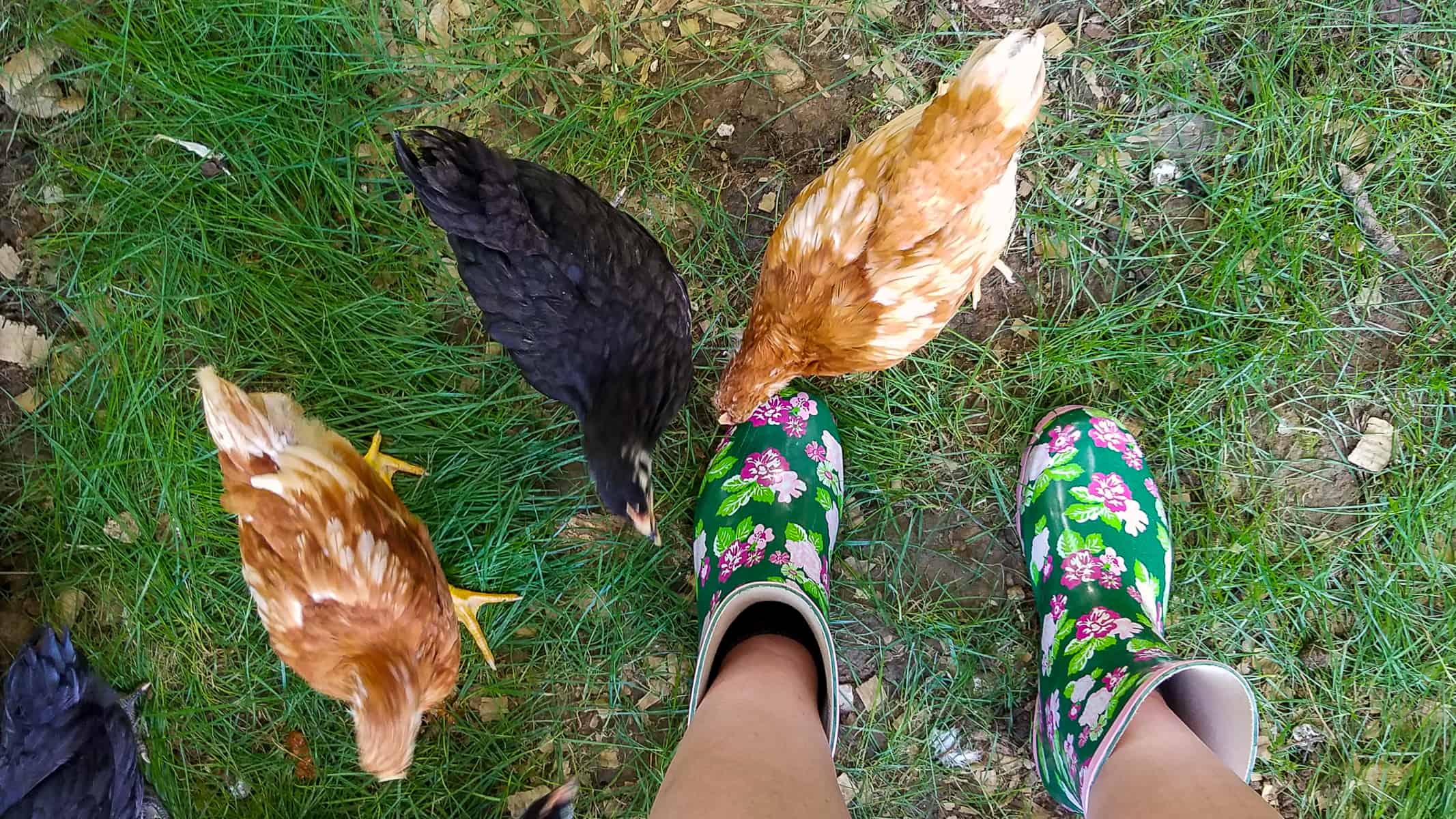 3 young chickens at my feet checking out my green coop boots with pink and red blossoms