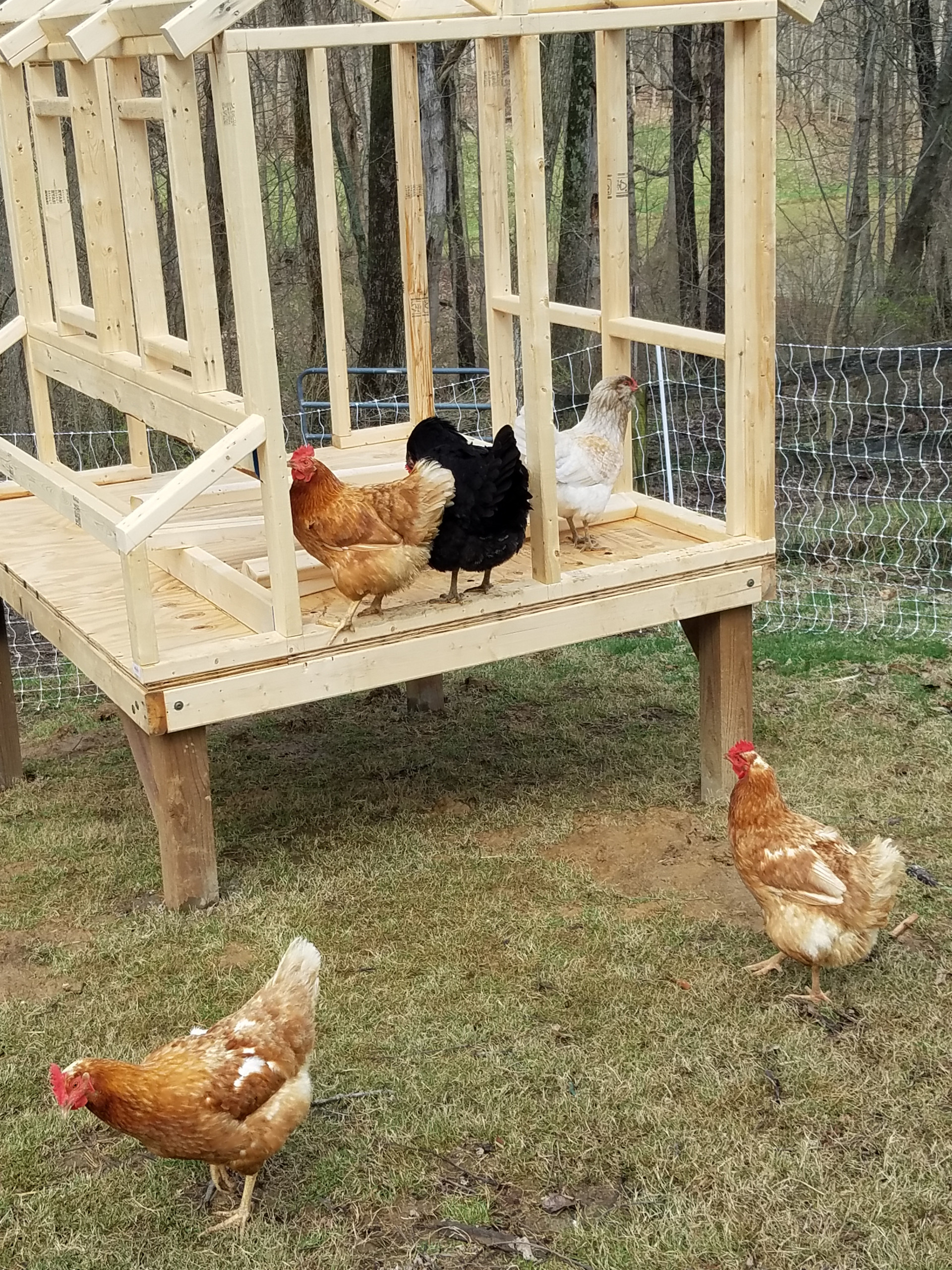 Chickens checking out their new Home being built