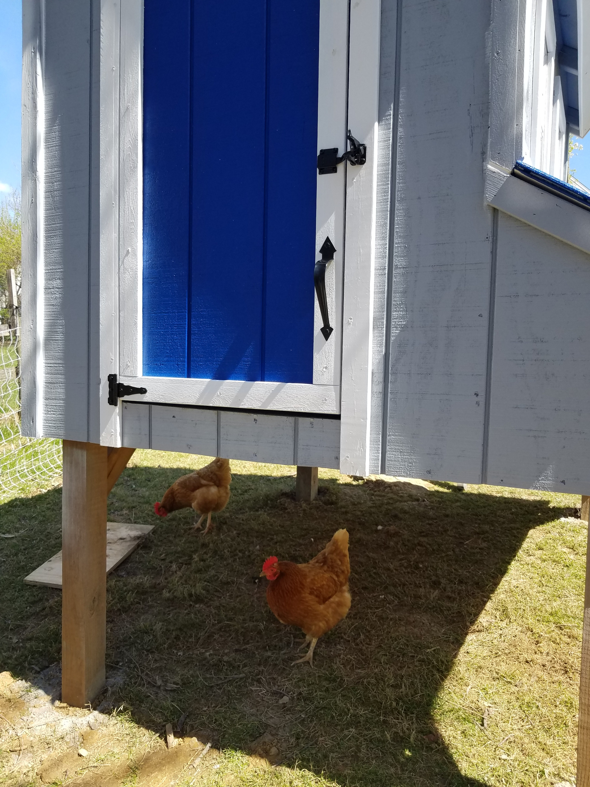 Kentucky Blue door with chicken underneath
