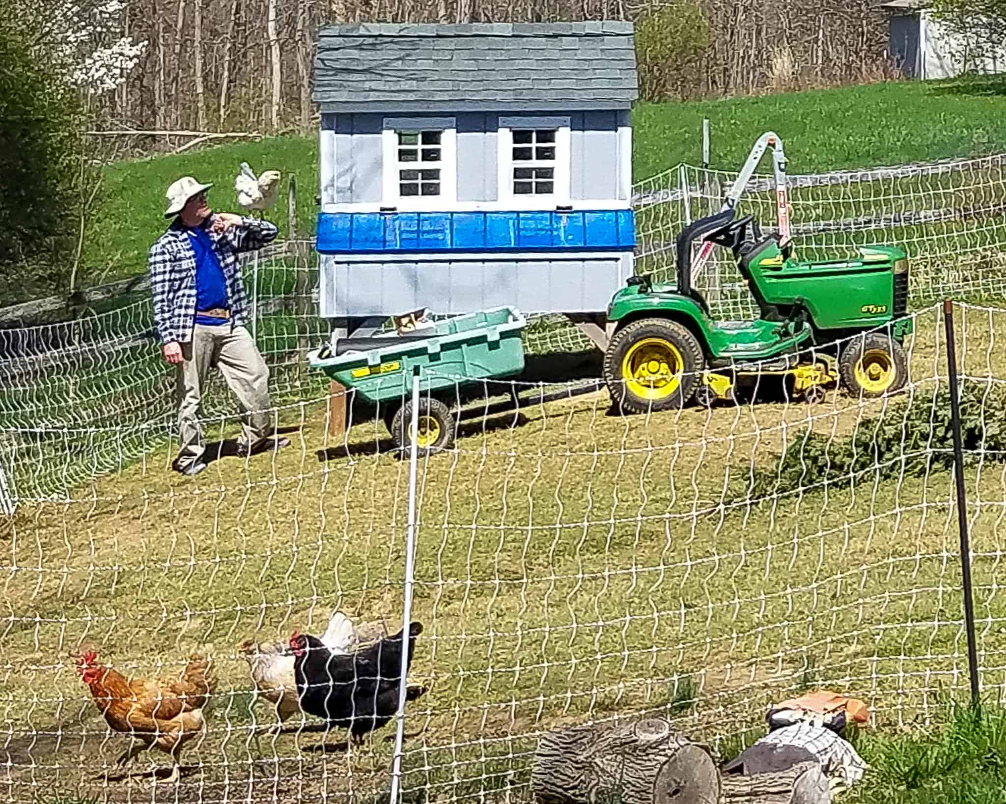 Snowball, the Easter Egger Hen on her favorite human's arm post coop build next to coop with John Deere and chickens inside fenced area. 