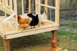 4 chicken hens on a coop being built with legs over the ground and an electric fence in the background