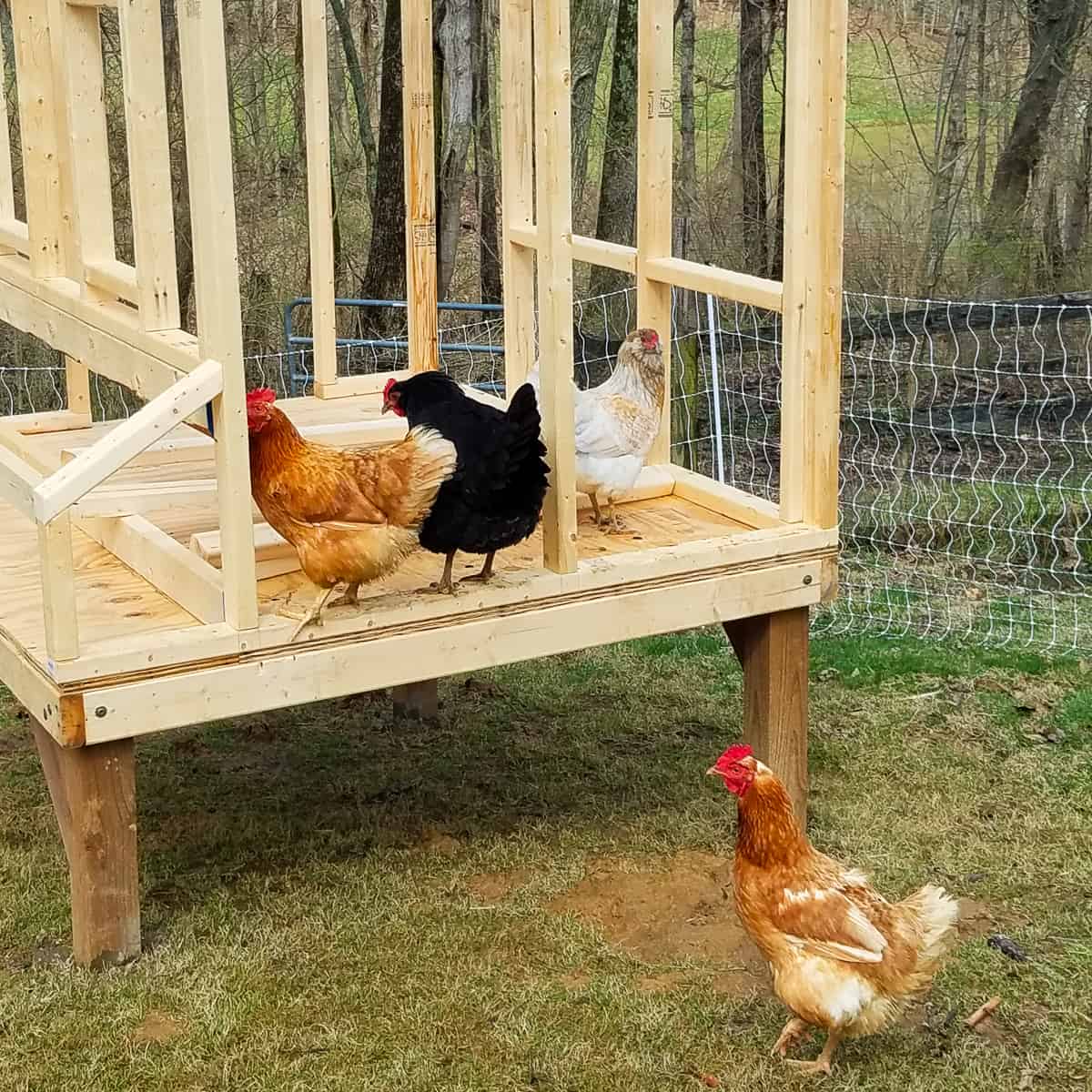 4 chicken hens on a coop being built with legs over the ground and an electric fence in the background