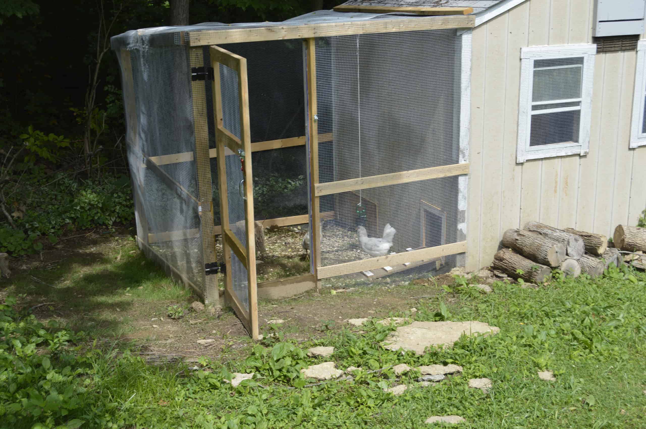 Our original chicken coop that was a shed, turned coop with a chicken run that we added on, run door open with 2 white chickens inside.