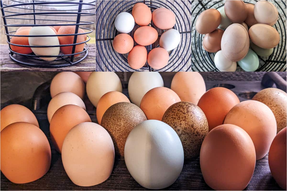 4 images of Farm-fresh eggs on the Whole Made Living Homestead: upper left in basket from the side, center top and right from above, bottom in egg holder on kitchen counter.