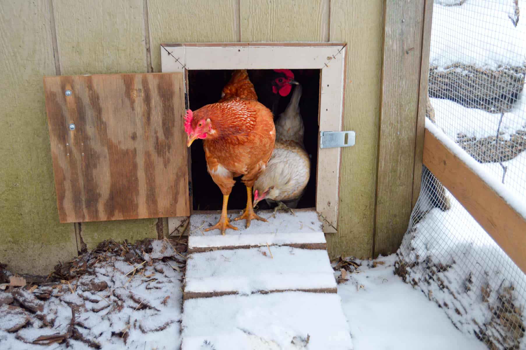 Old School wooden chicken coop door on our original coop with a metal latch for a carabiner. Snow flurries on the steps and in the chicken run