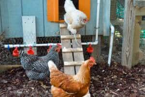 3 chickens in photo of chicken run near and on the coop steps with a new automatic door installed above the chickens waterers in run with bark nuggets.