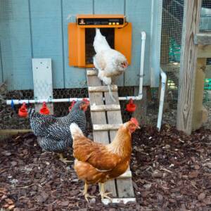 3 chickens in photo of chicken run near and on the coop steps with a new automatic door installed above the chickens waterers in run with bark nuggets.