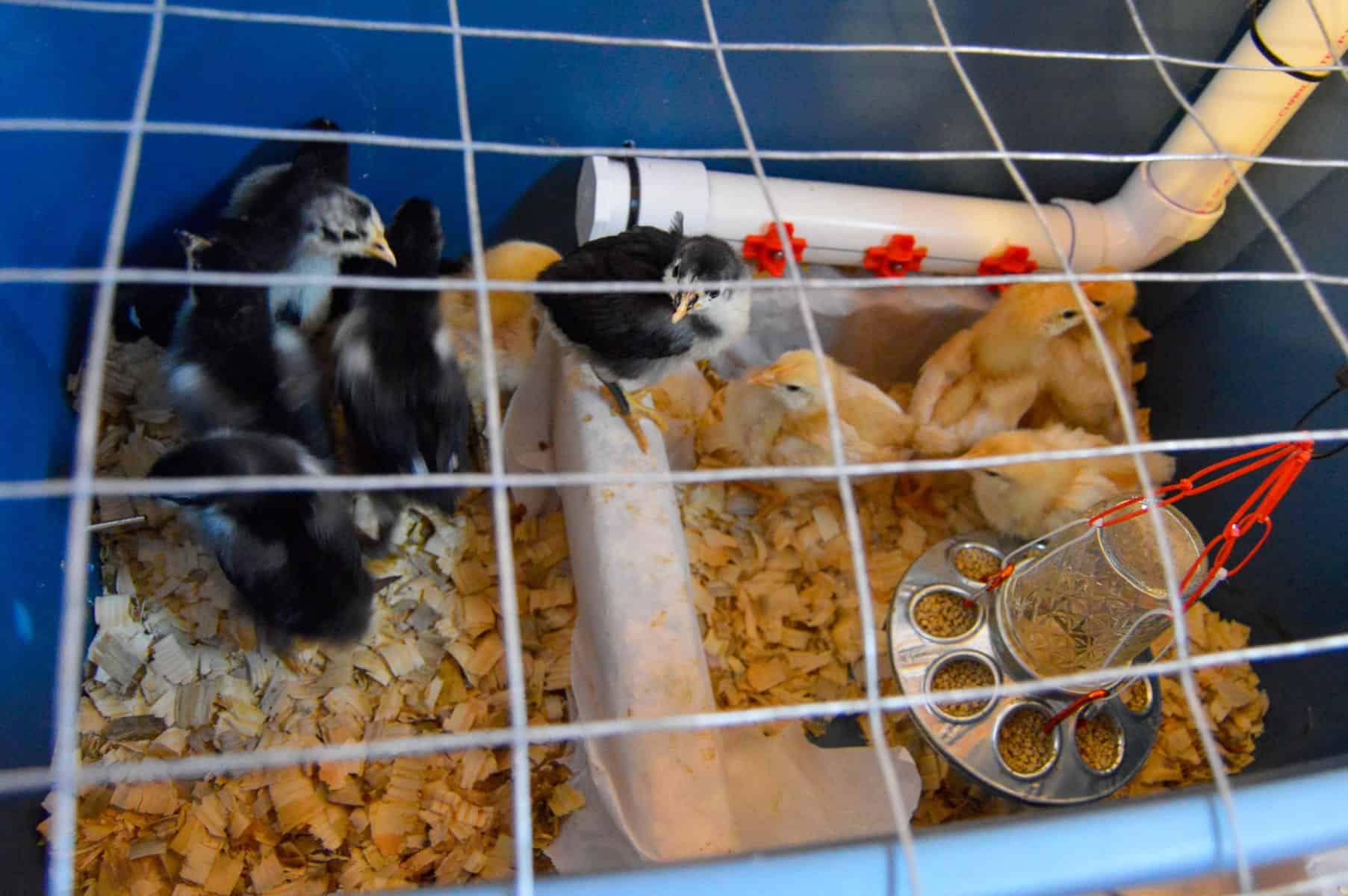 Chicks in our tub brooder with waterer, roost and feeder over pine flakes