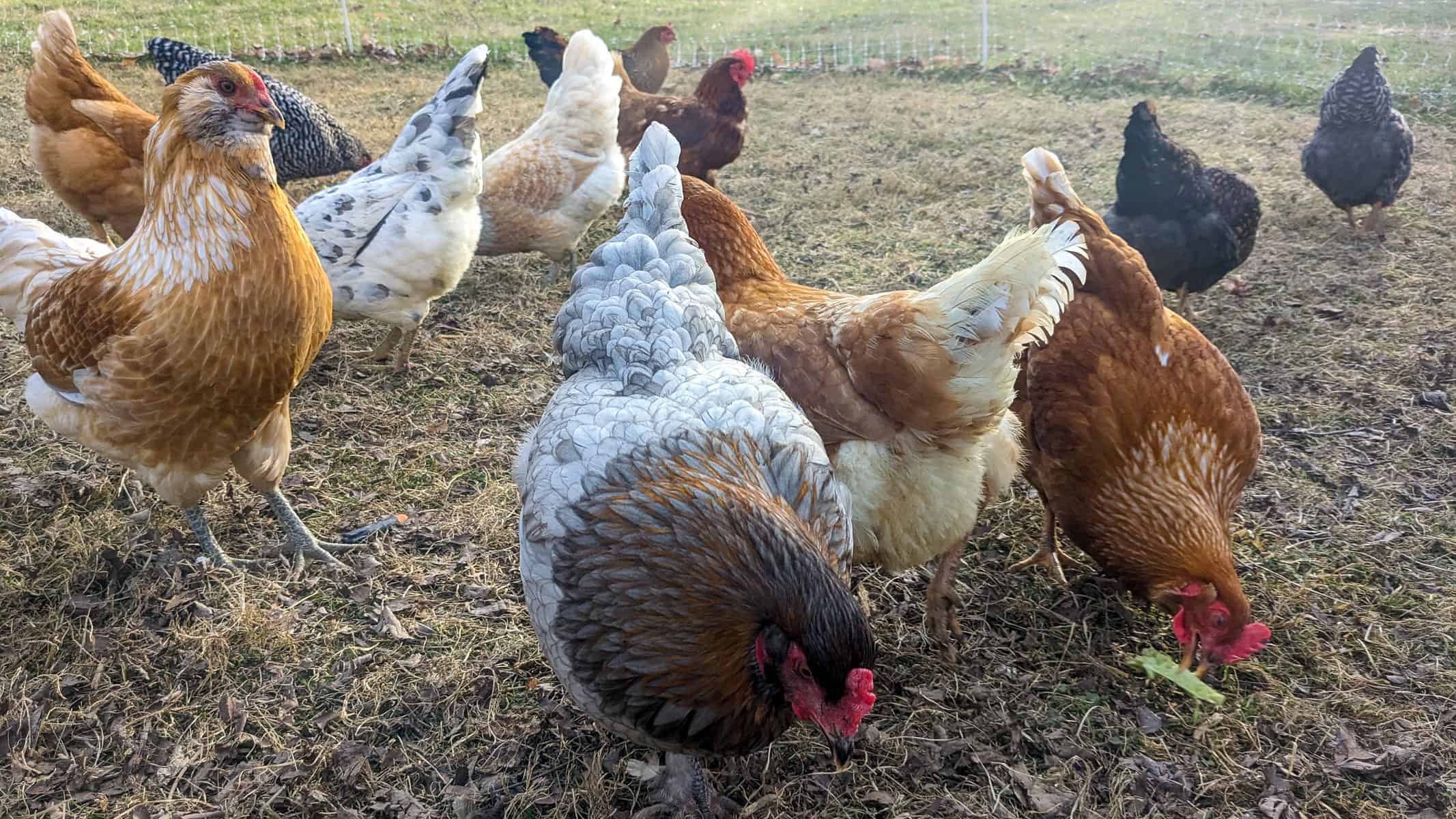 Cold Breed Chickens free ranging on our property 