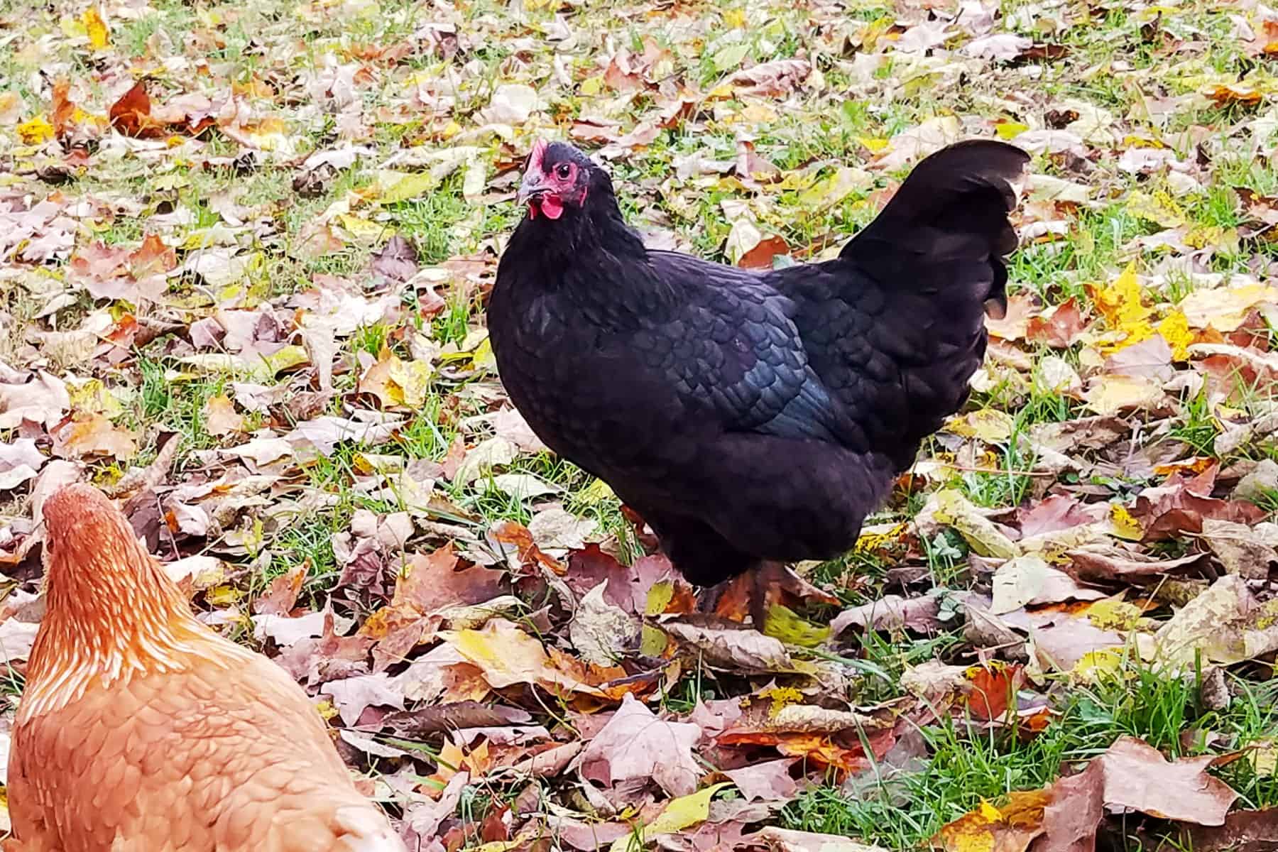 Black Australorp Hen on grass with fall leaves