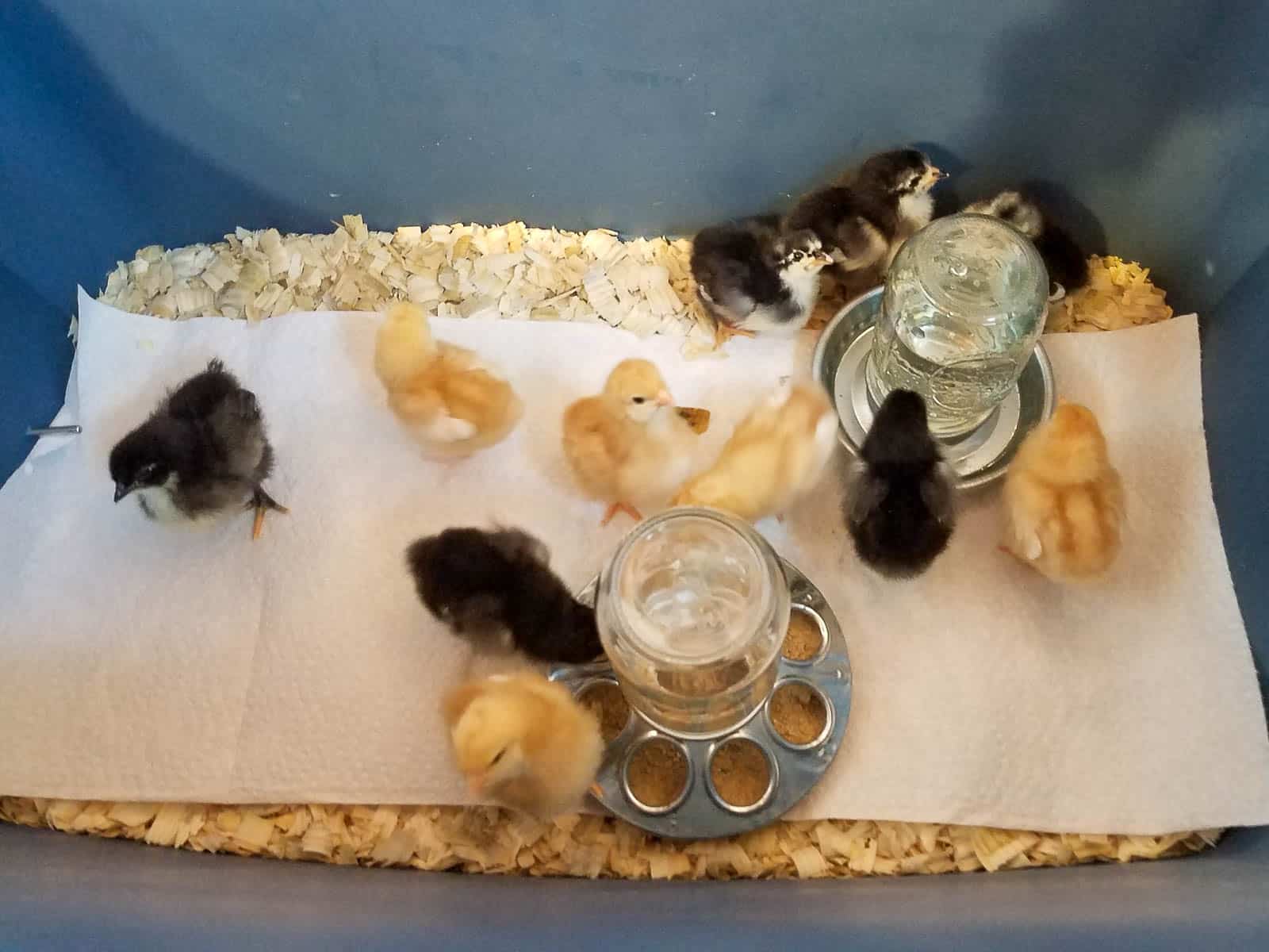 Newborn baby chicks in a large tub with paper towels, flakes, waterer and feeder