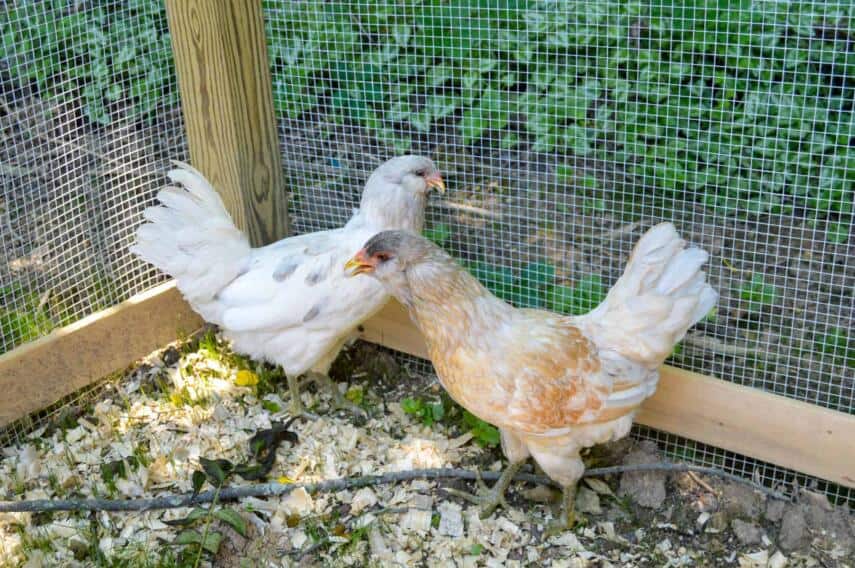 View of Our Best Egg Laying Backyard Chickens (Cold Breeds) - Whole Made Living
