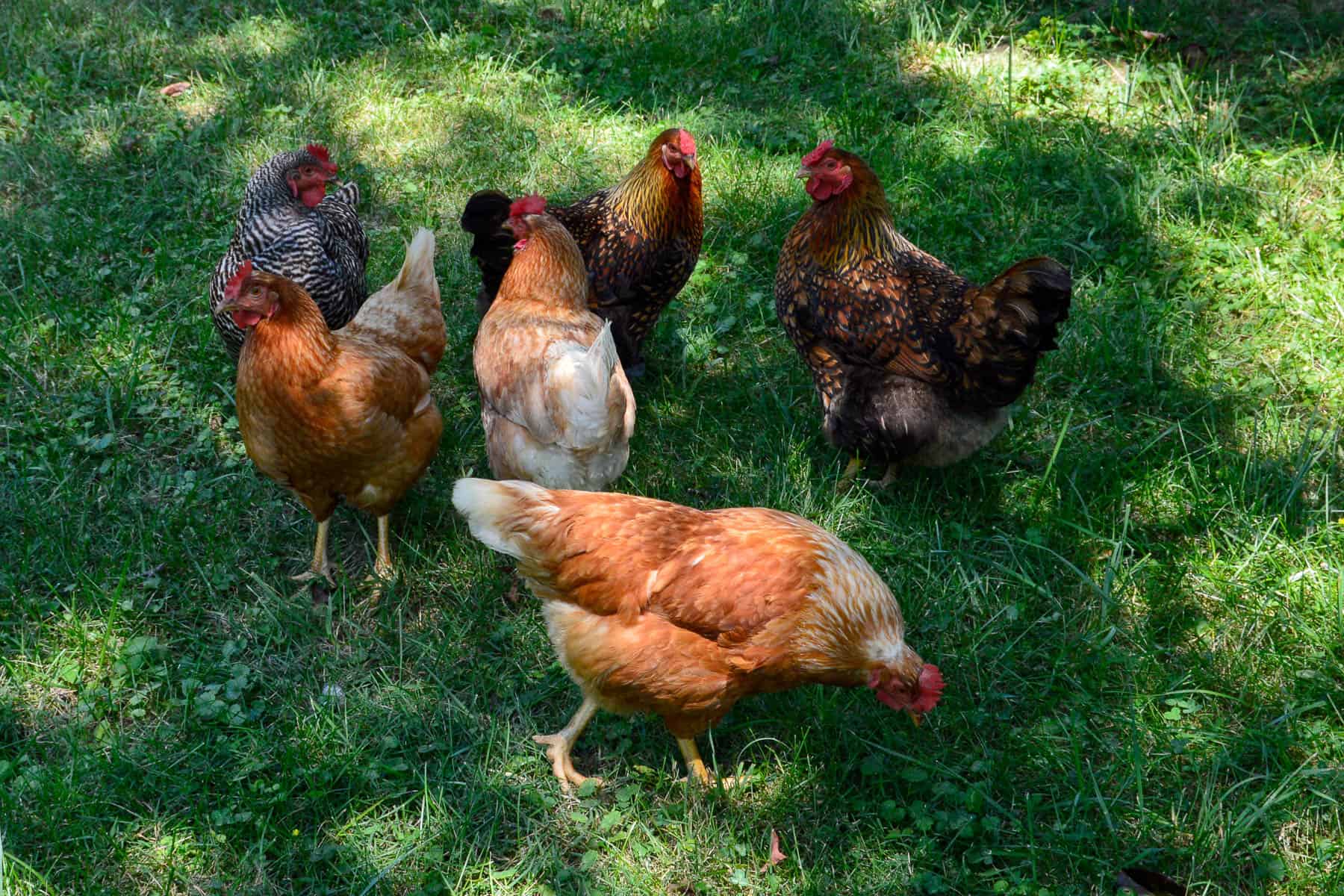 Several chickens from our flock free ranging.