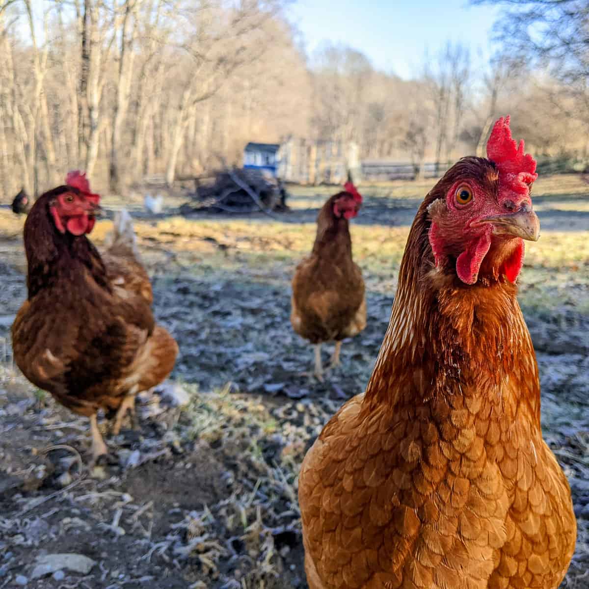 3 golden comets in winter backyard with chicken coop and woods in the background