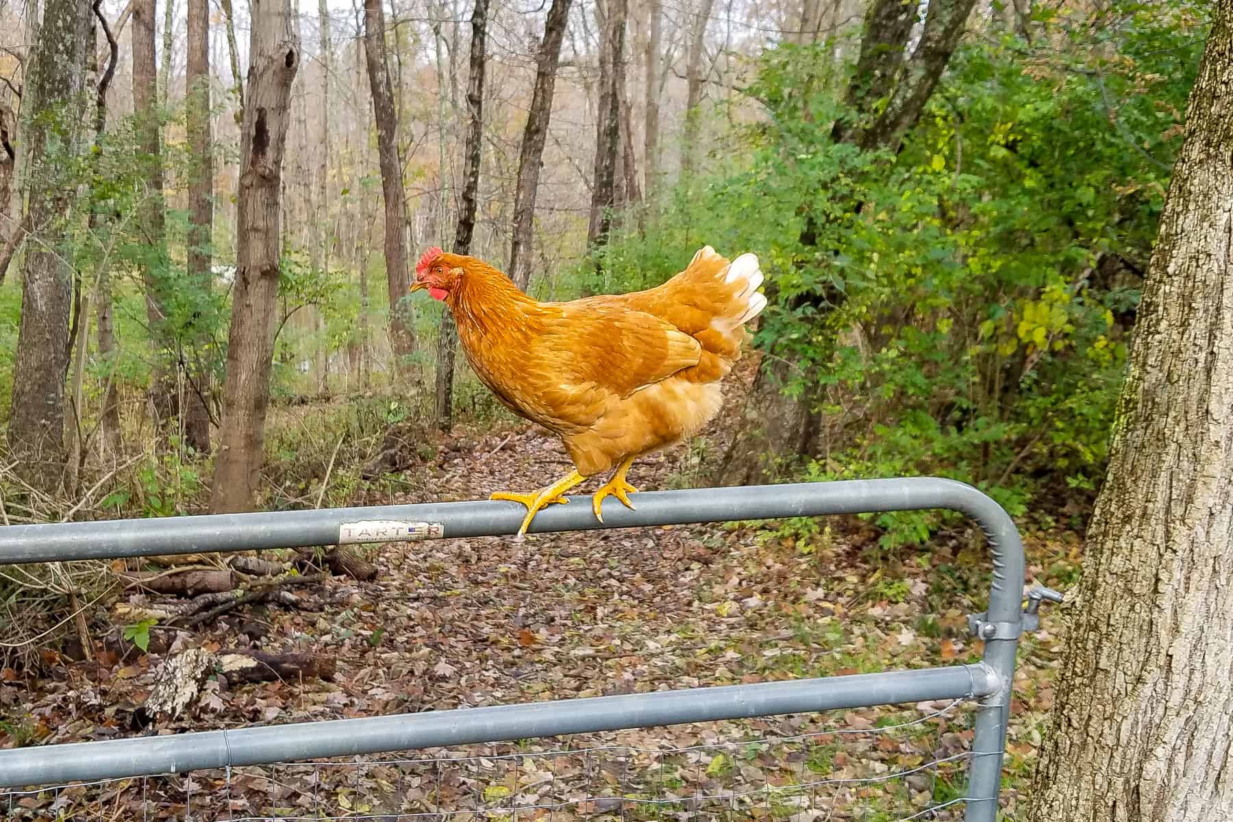 Golden Comet hen walking on our gate in woodsy backyard