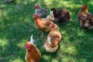 Group of 7 cold breed hens on green grass roaming