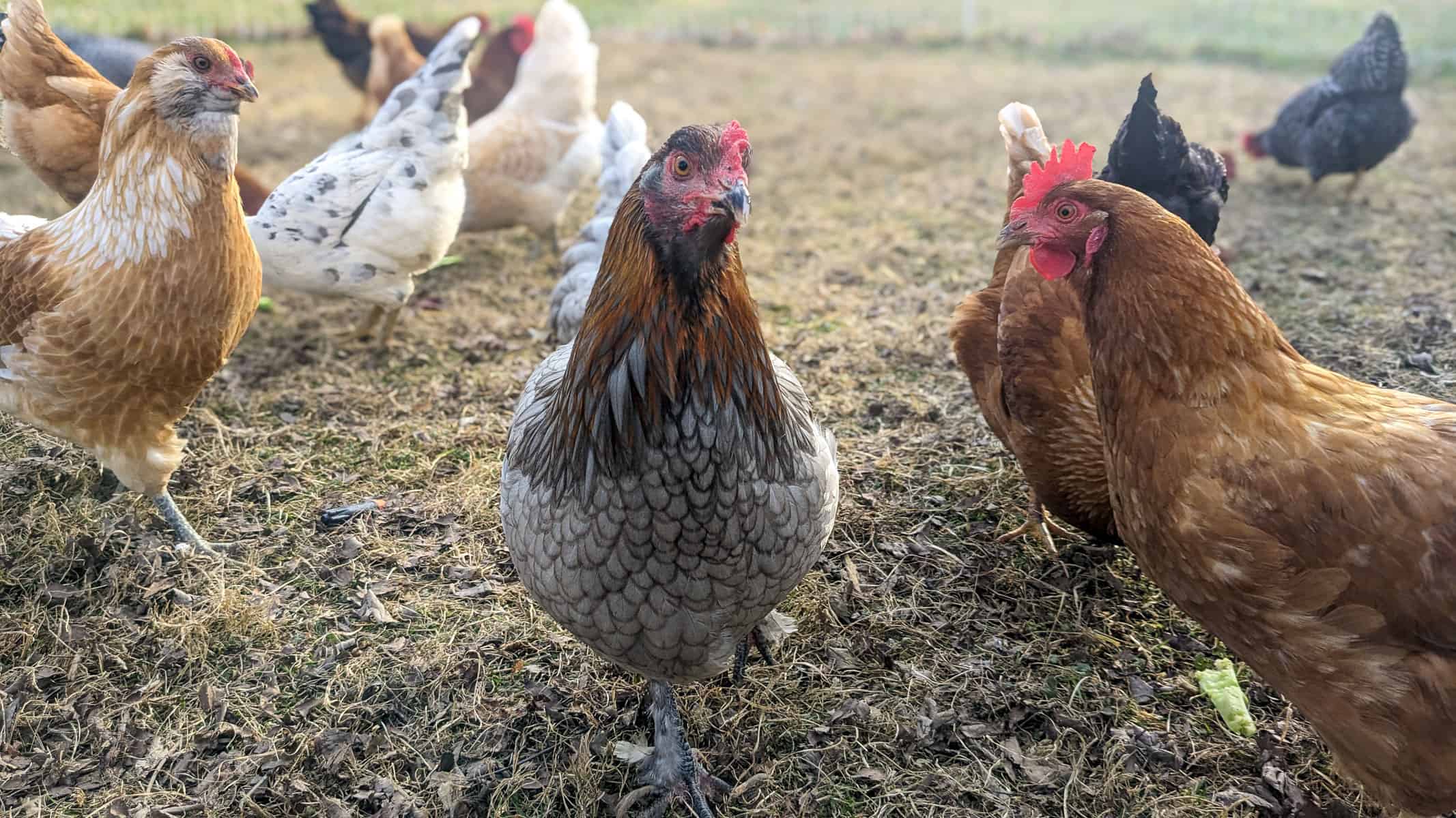 photo of olive egger chicken front and center on winter grass surrounded by other cold breed chickens