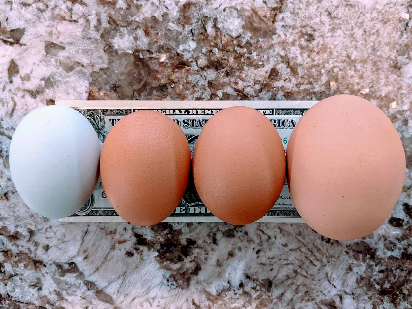 4 Varying backyard chicken eggs shown on top of a dollar bill to show size differences
