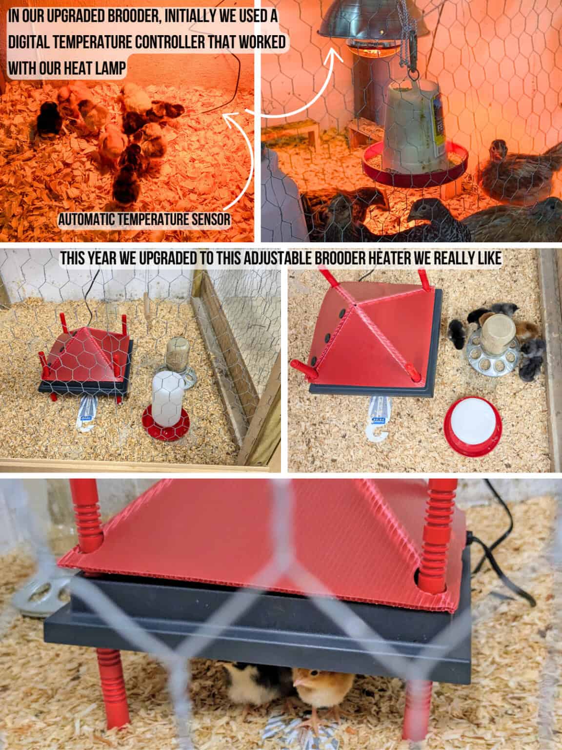 Beautiful view of Raising Baby Chickens From Brooders