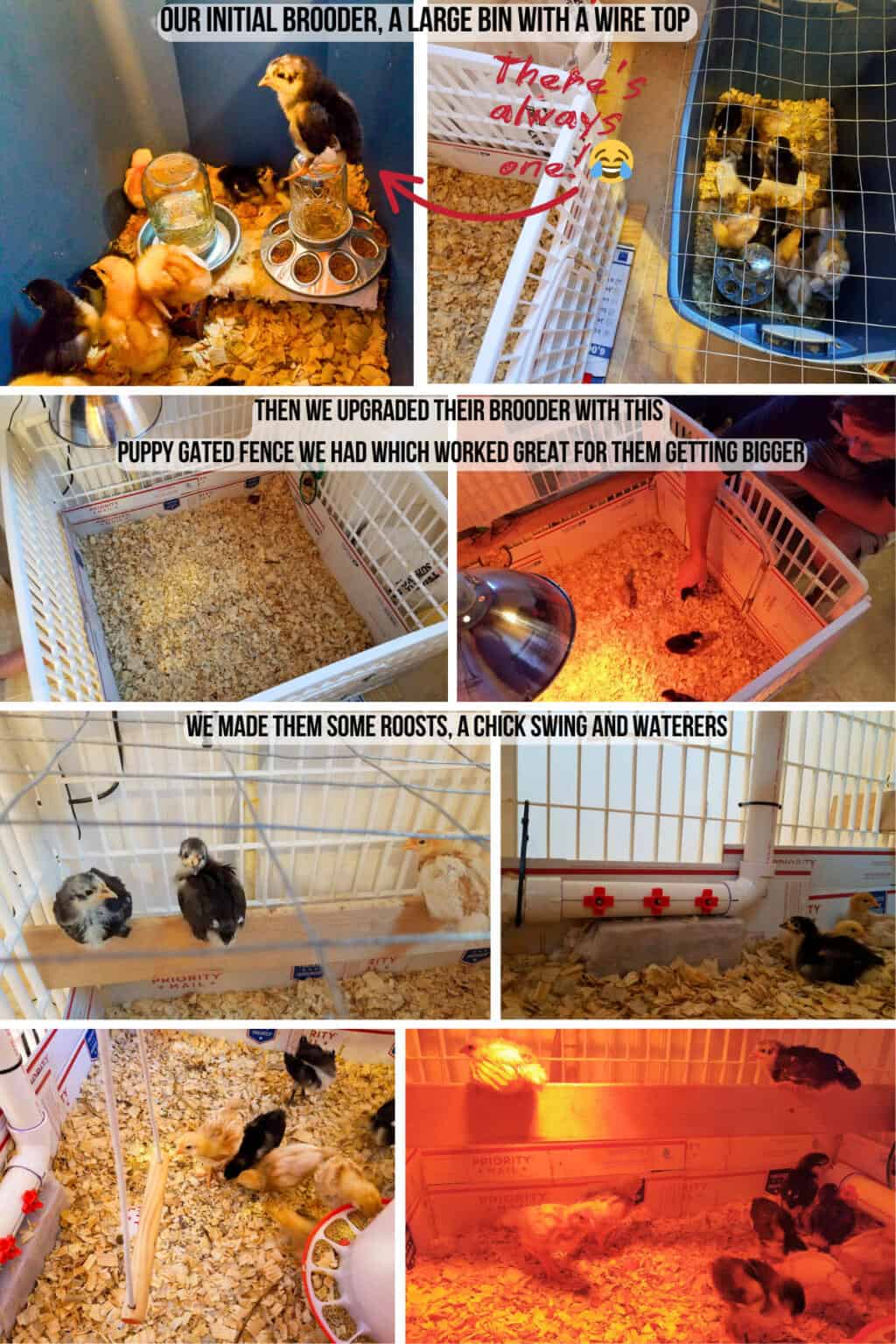 Photo inspiration: Raising Baby Chicks From Brooder To Coop Photo Inspiration