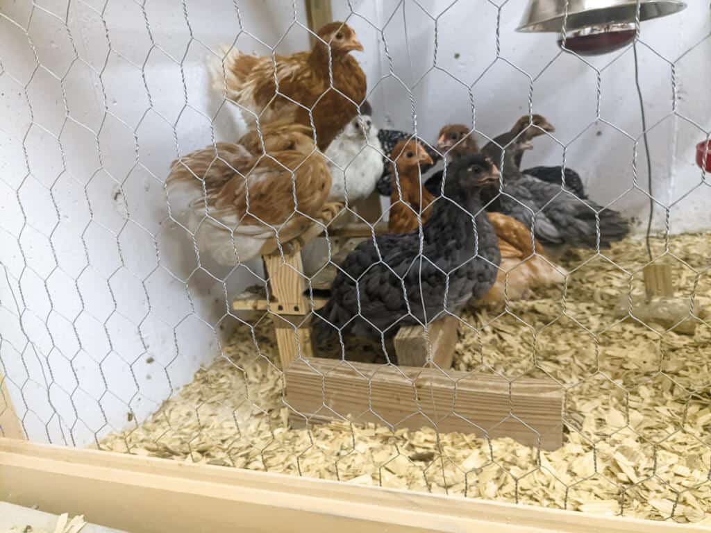 Raising Baby Chicks: From Brooder to Coop - Whole Made Living - Raising Baby Chickens From Brooders