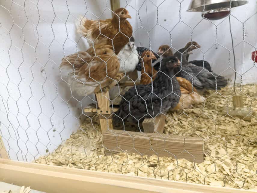 Visual Reference: Raising Baby Chicks From Brooder To Coop