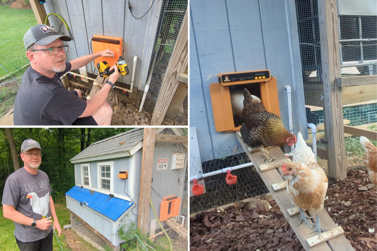 3 images of automatic chicken coop doors, 2 with male installer and 1 showing the chickens exiting the door of the chicken coop