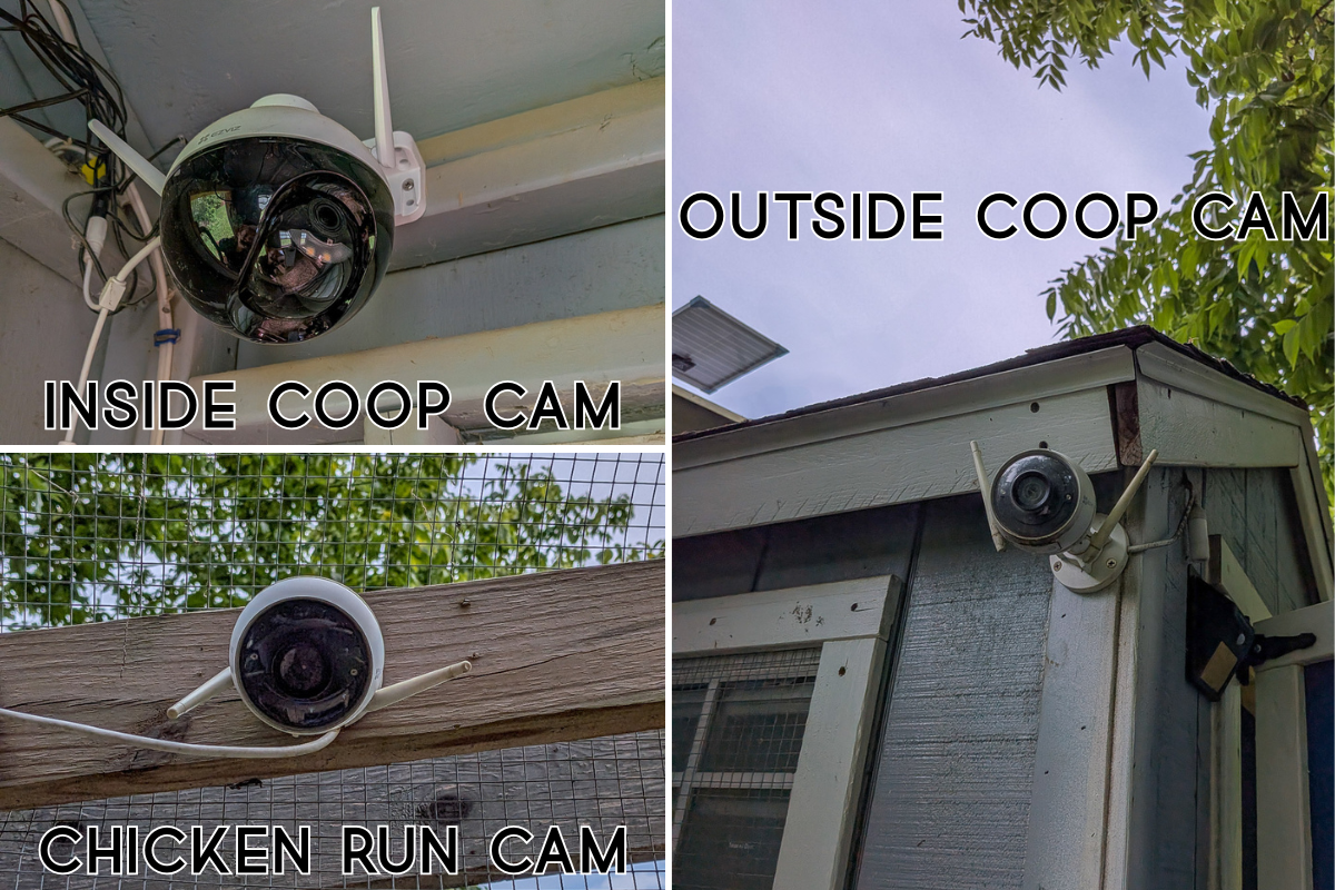 3 image collage of chicken coop cams inside and outside a chicken coop.