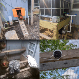 4 image collage showing chicken coop upgrades, upper left-coop door, upper right-outdoor water tank, lower left-coop cam image showing inside coop, lower right-run cam.
