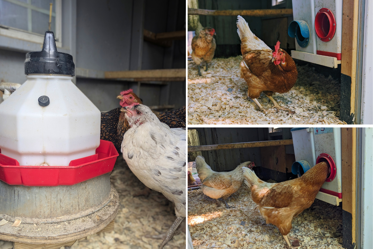 3image collage of chicken coop waterer with heater and on right 2 photos of auto feeders with chickens beside them.