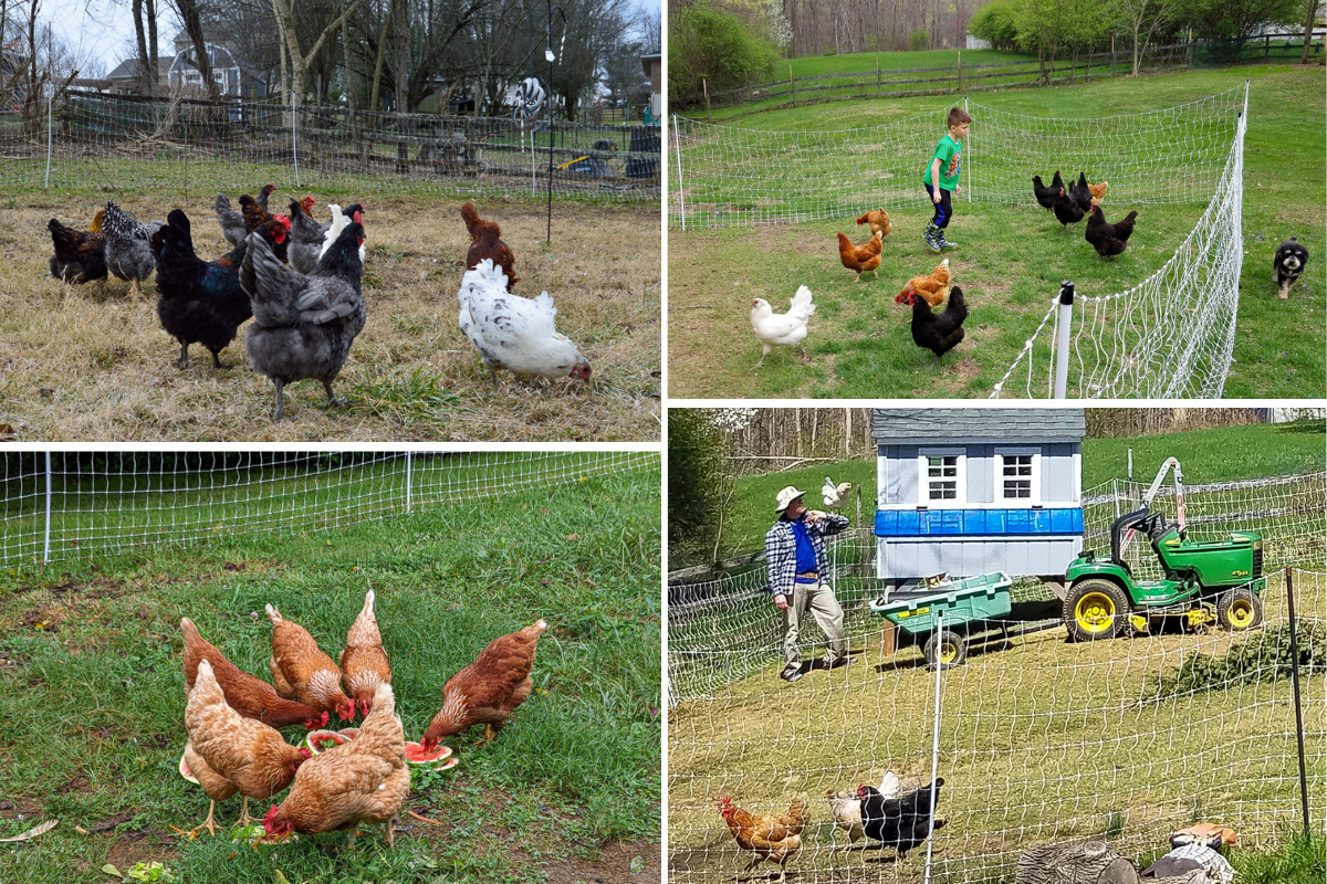4 image collage of chickens free-ranging, but surrounded by a large electric fence.