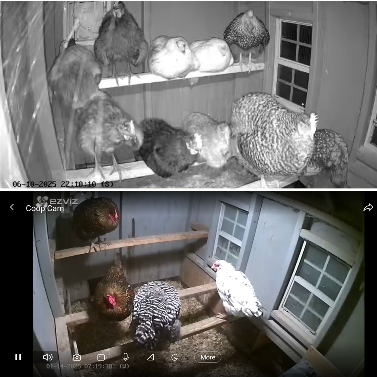 2 photos showing images inside the coop using the coop cam, top one with night vision.